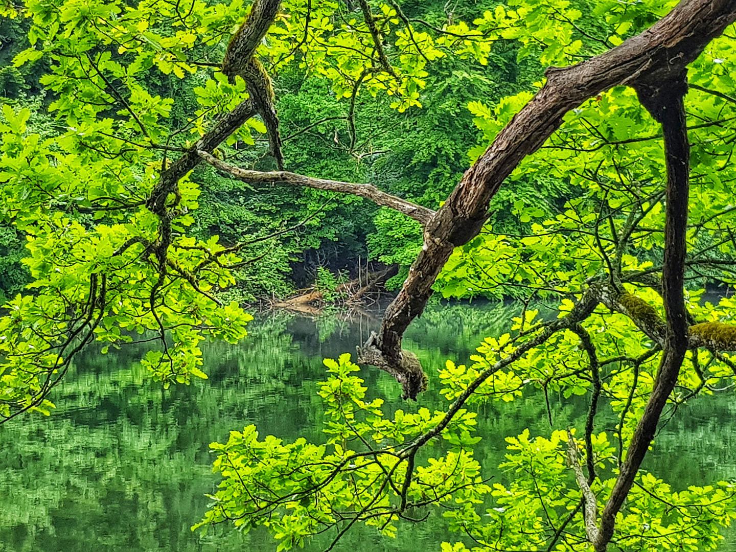 Forest landscape in the Sihlwald photographed by Alessandro Cipriano