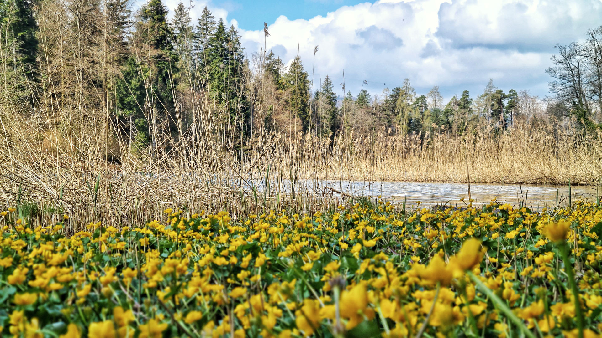 Nature in the Sihlwald, Switzerland