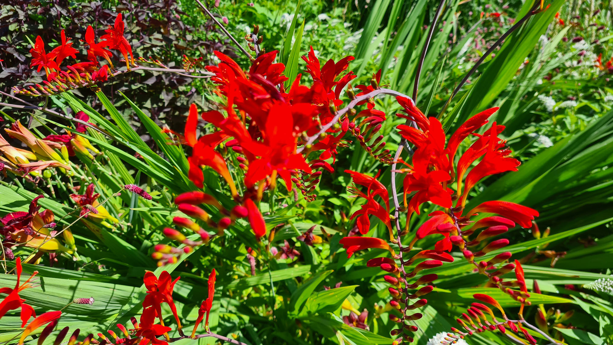 Red summer flowers in the Mainau gardens