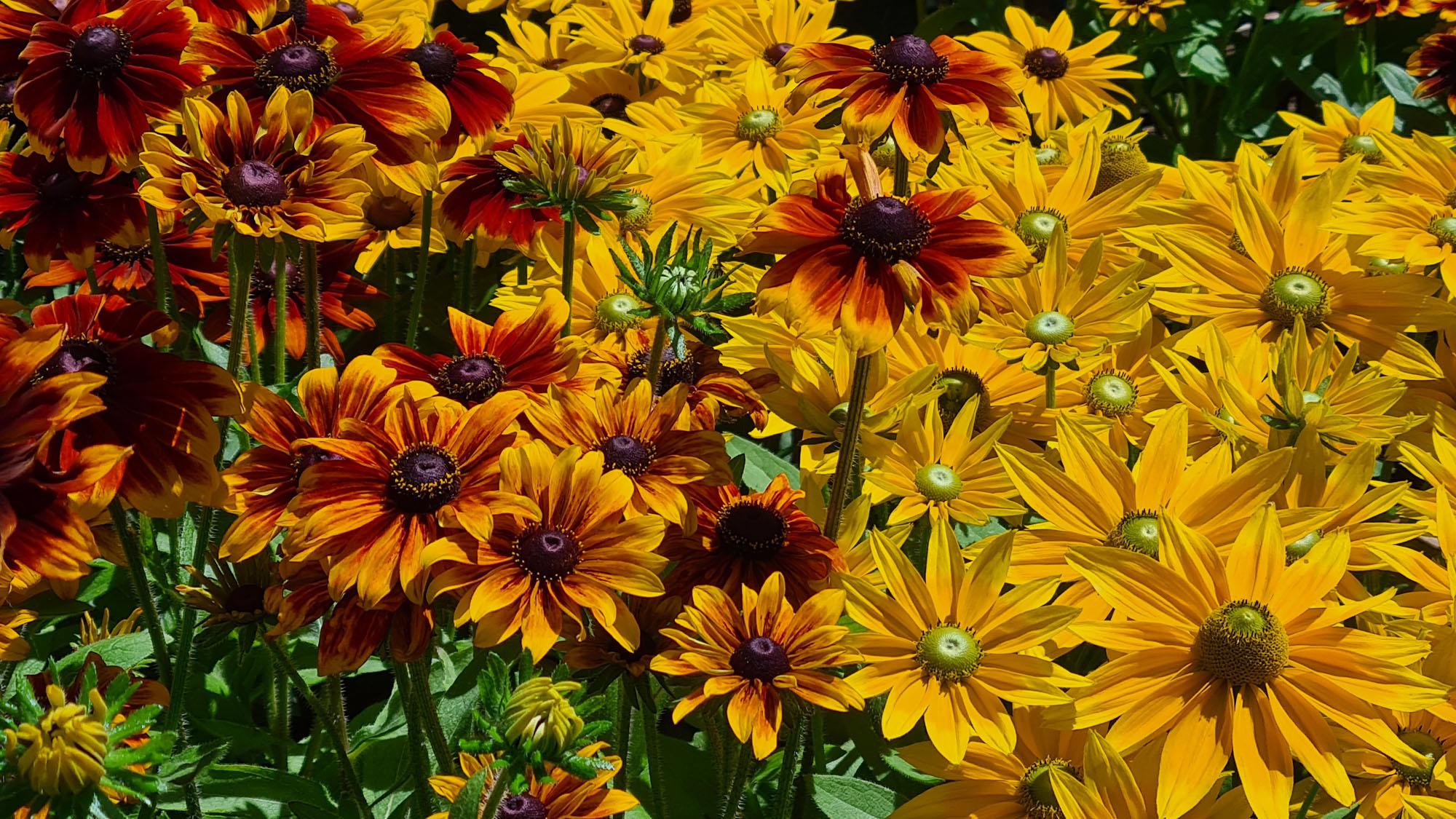 Summer flowers in the gardens of Mainau Island