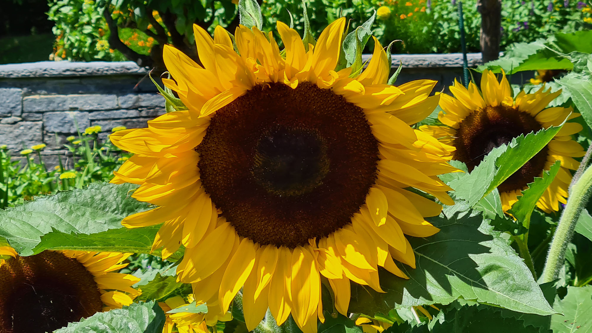 Sunflower on Mainau Island