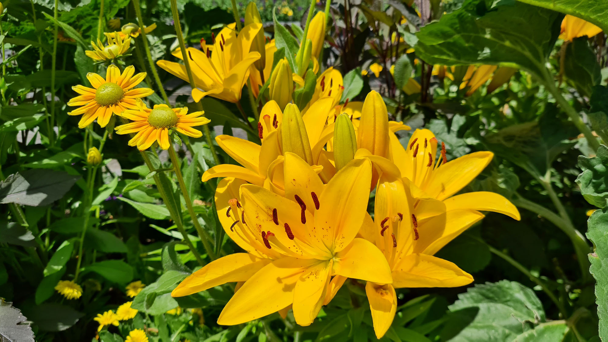 Yellow summer flowers on Mainau Island