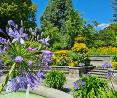 Purple agapanthus and colourful summer gardens on Mainau Island