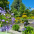 Purple agapanthus and colourful summer gardens on Mainau Island