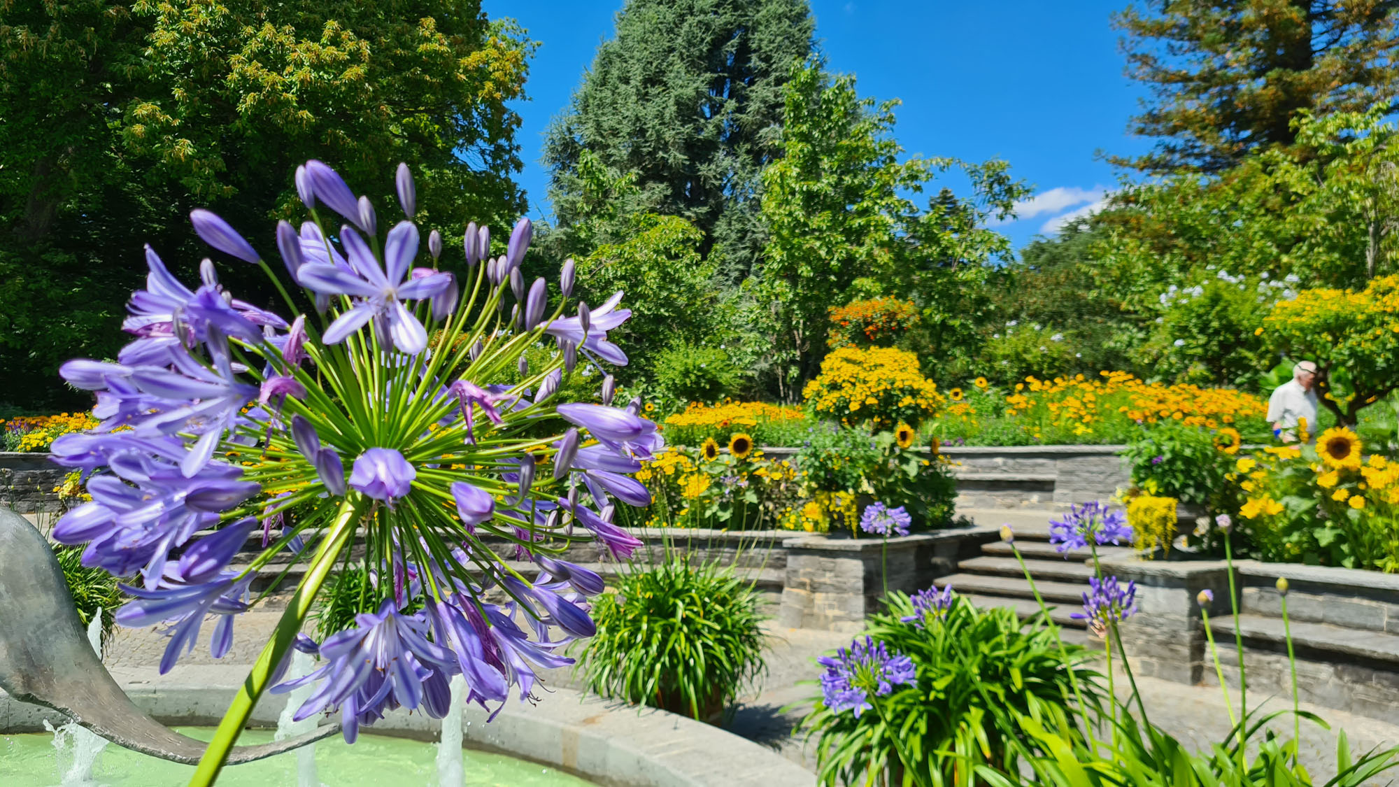Purple agapanthus and colourful summer gardens on Mainau Island
